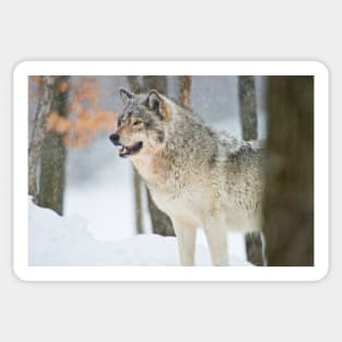 Gray Wolf Sticker